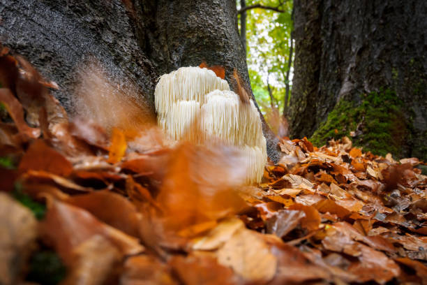 istock Rare Lion's mane mushroom in a Dutch forest 867110616