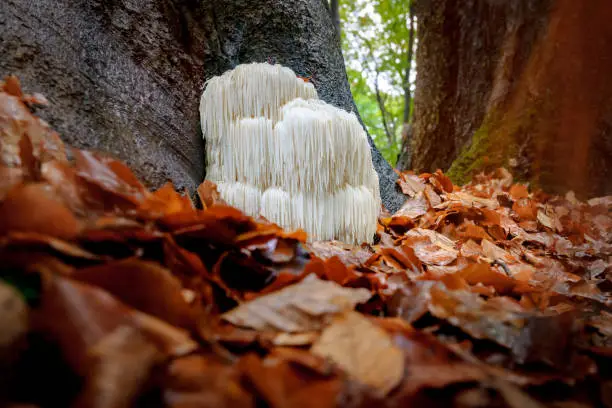 The rare Edible Lion's Mane Mushroom / Hericium Erinaceus / pruikzwam in the Forest. Beautifully radiant and striking with its white color between autumn leaves and the green moss Photographed on the Veluwe at the leuvenum forest in the Netherlands.
