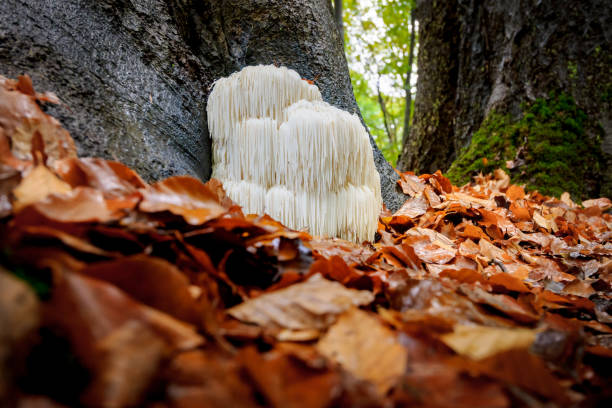istock Rare Lion's mane mushroom in a Dutch forest 867110668