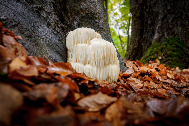 istock Rare Lion's mane mushroom in a Dutch forest 867110670