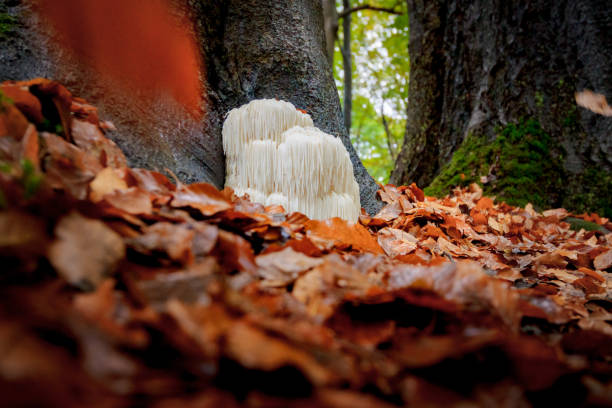 istock Rare Lion's mane mushroom in a Dutch forest 867110694
