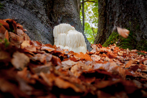 istock Rare Lion's mane mushroom in a Dutch forest 867110704