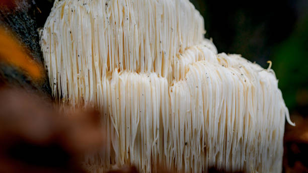 istock Rare Lion's mane mushroom in a Dutch forest 867110762