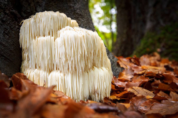 seltene löwen mähne pilz in einem niederländischen wald - fungus forest nature season stock-fotos und bilder