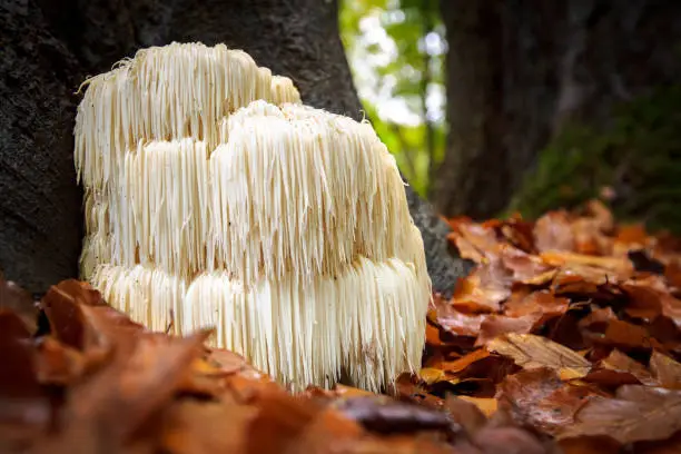 Photo of Rare Lion's mane mushroom in a Dutch forest