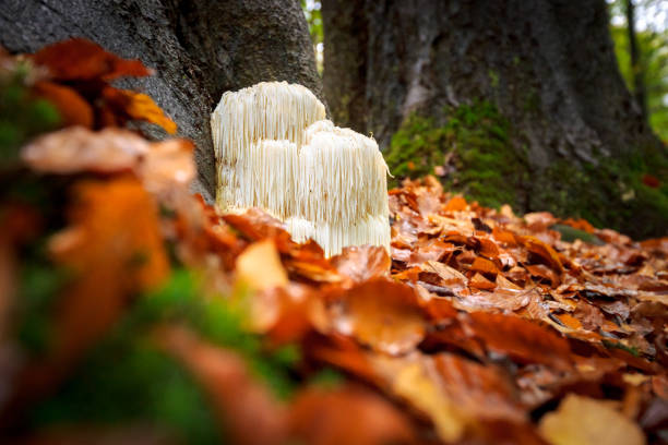 istock Rare Lion's mane mushroom in a Dutch forest 867110890