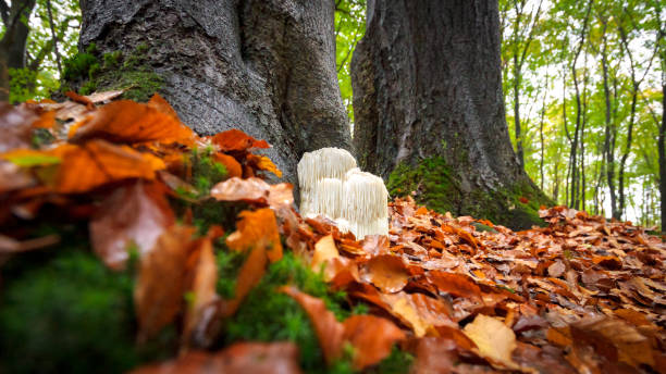 istock Rare Lion's mane mushroom in a Dutch forest 867110906