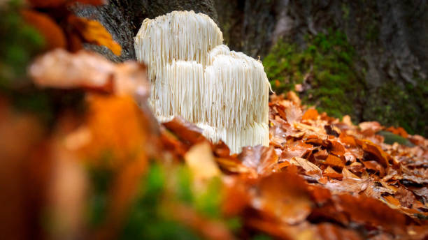 istock Rare Lion's mane mushroom in a Dutch forest 867110912