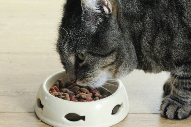 istock Gray house cat eating 867110958