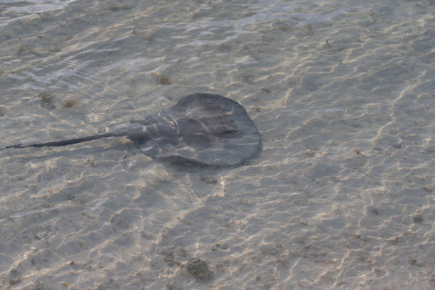 istock Stingray at Cayo Largo of Cuba 867113310