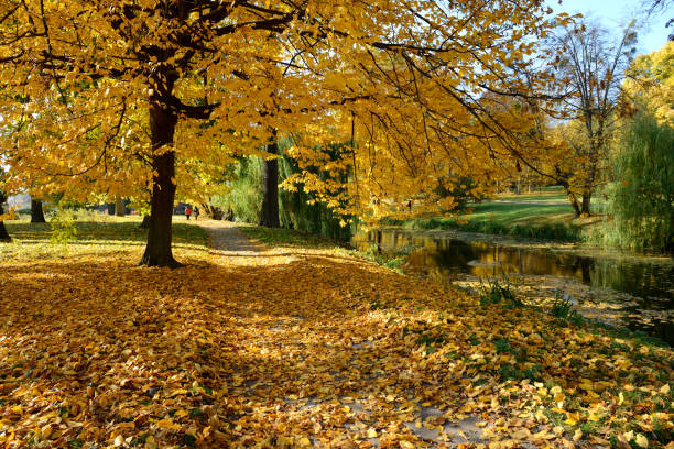 istock The yellow foliage on trees in Olexandria Park 867113312