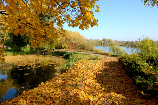 istock The yellow foliage on trees in Olexandria Park 867113318