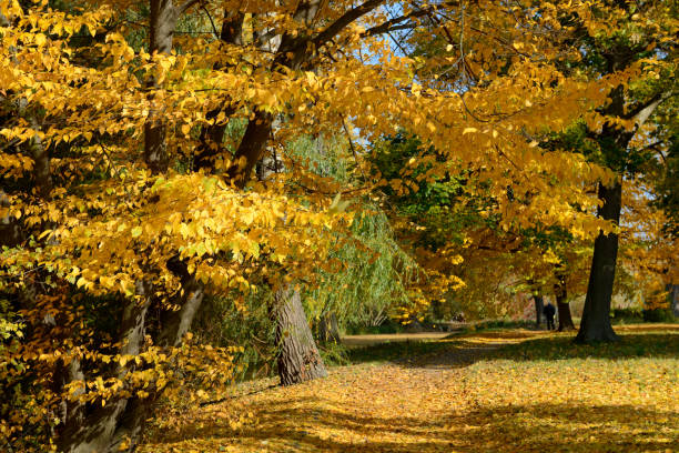 istock The yellow foliage on trees in Olexandria Park 867113322