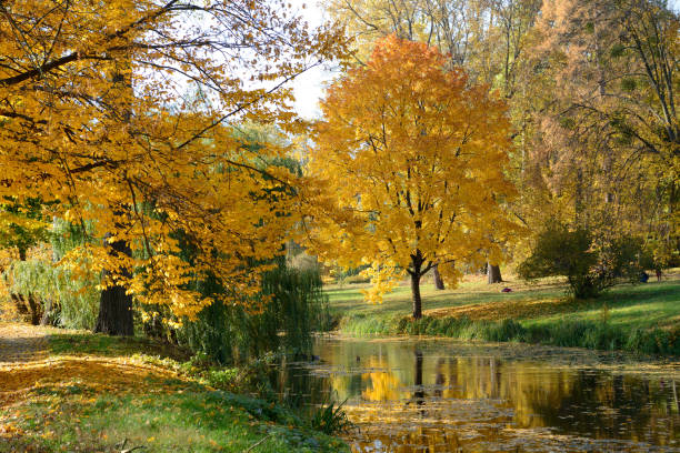 istock The yellow foliage on trees in Olexandria Park 867113342