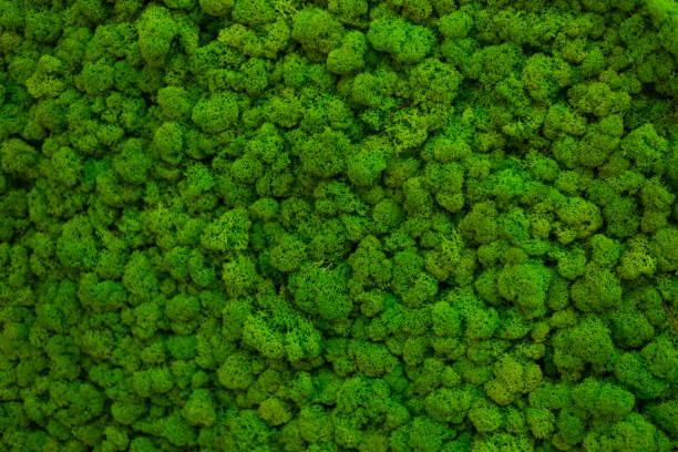 istock Green moss covered the ground. Nature background concept. Flat lay, top view. 867113844