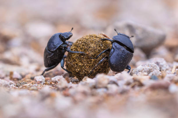 Two strong slogging dung beetles Two dung beetles drudging to roll a ball through gravel scarab beetle stock pictures, royalty-free photos & images