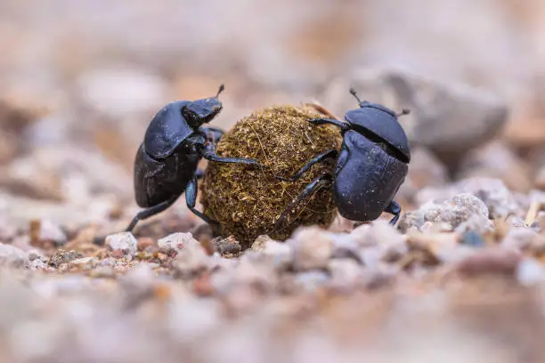 Photo of Two strong slogging dung beetles