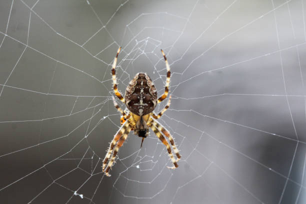 istock european garden spider 867120418