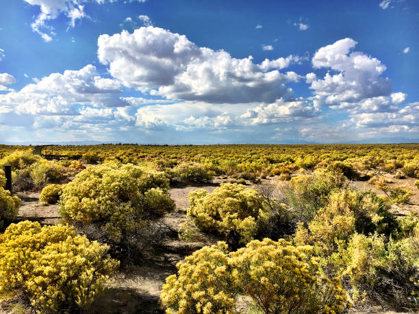 rabbitbrush océano - alamosa fotografías e imágenes de stock