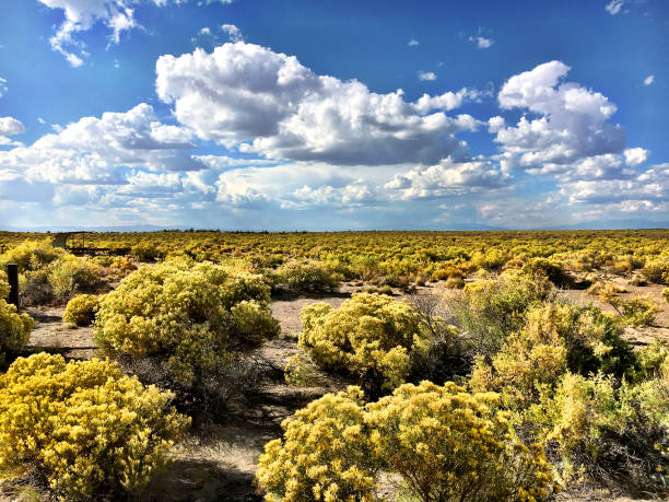 Rabbitbrush ocean The high altitude San Luis Valley in southern Colorado. rabbit brush stock pictures, royalty-free photos & images