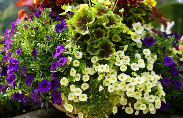 istock Beautiful flowers in Butchart Gardens 867123616