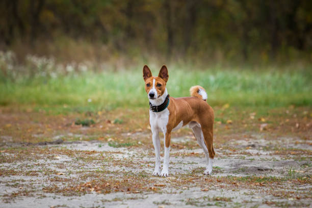 istock Basenji dog walking in the park 867127222