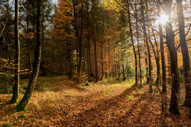 istock Beautiful sunbeams in an autumn forest 867129340
