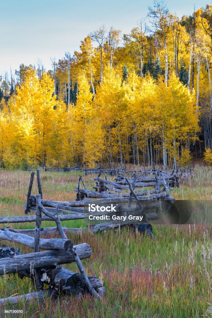 Colorado Autumn Scenery Autumn Scenery in the Rocky Mountains of Colorado Animal Head Stock Photo