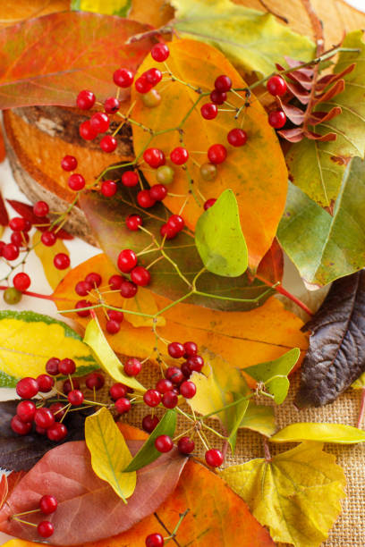 istock Autumn  leaves and berries 867130232