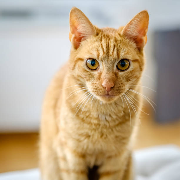 istock Pretty young orange and red cat staring at the camera 867136120