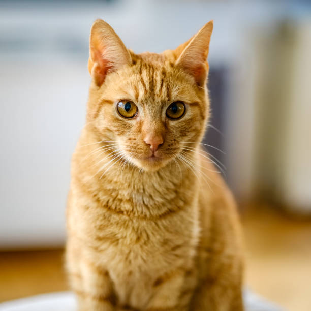 istock Pretty young orange and red cat staring at the camera 867136320