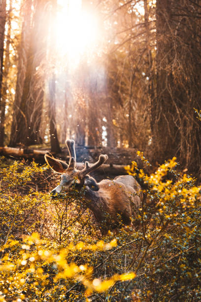 deer at the yosemite national park
