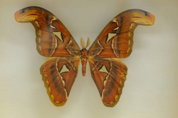 istock unusual and large butterfly 867137284