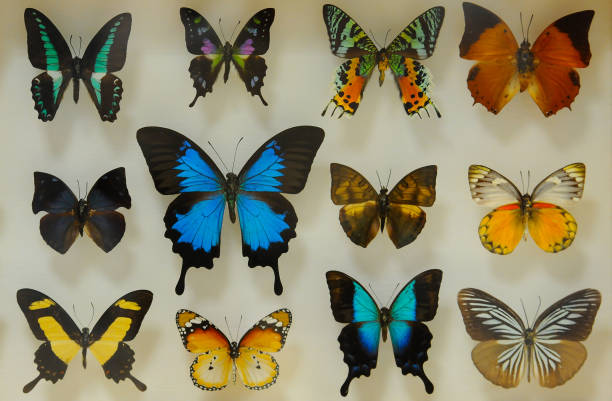 istock colorful and unusual butterfly varieties 867137302