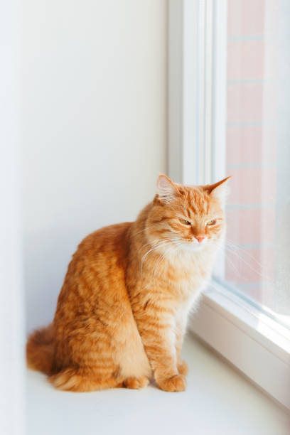 istock Cute ginger cat siting on window sill and waiting for something. Fluffy pet looks arrogant or disapointed. 867142220