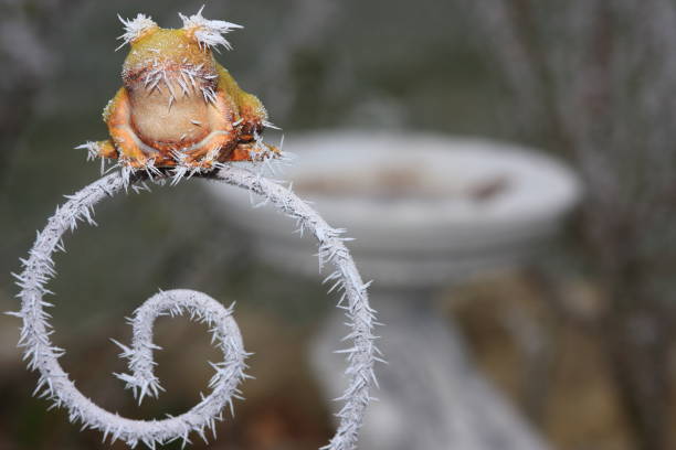 frozen weather fog covered with hoarfrost, bird bath in background, winter, ice crystals