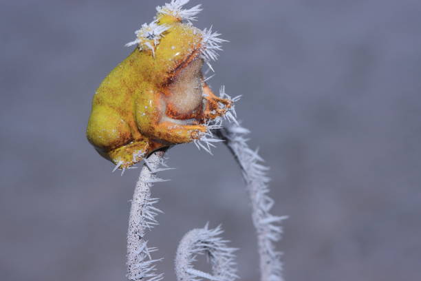 istock frosty weather frog in cold season 867142504