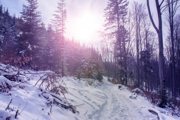 istock Winter landscape with setting pink sun. The coniferous forest with snow 867143070
