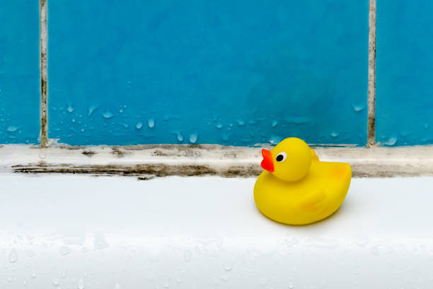 mold in bath, a duck toy, bathroom mold in bath, a duck toy, bathroom closeup mildew stock pictures, royalty-free photos & images