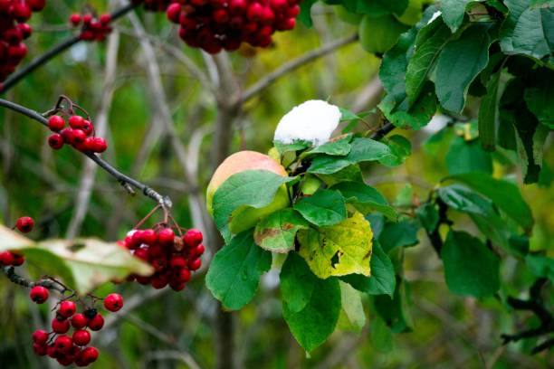A pair of juicy, winter and beautiful apples hang on the autumn tree, still adorned with green leaves, waiting for the harvest. On the apples droplets of cold autumn rain. Next to the apple tree there grew trees of red mountain ash and spread out their hu un par de jugosas, invierno y hermosas manzanas cuelgan en el árbol de otoño, aún adornado con hojas verdes, a la espera de la cosecha. en las gotitas de las manzanas de la fría lluvia de otoño. al lado de la manzana árbol allí crecía árboles de fresno de montaña roja y extienda su hu