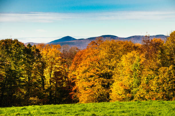 istock Woodland Beyond the Pasture 867147624