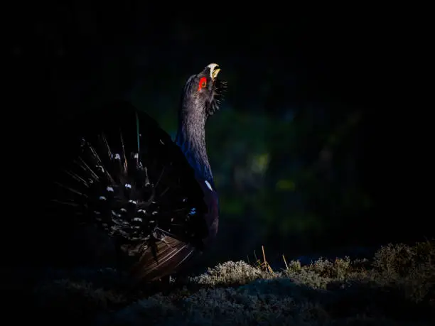 The western capercaillie (Tetrao urogallus) or the heather cock courting on the ground hit by a ray of sunshine.