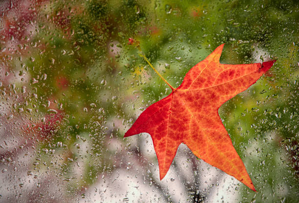 Leaves on the wet window, the rainy day of the autumn