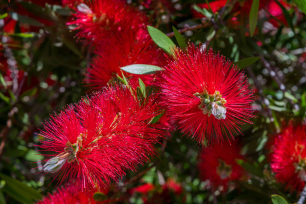 istock Beautiful red bottlebrush (Callistemon) tree flowers/blooms Sicily 867159292