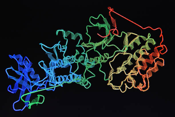 Structure of the protein molecule. Structure of the protein molecule. Molecular model of human enzyme on a black background. physical structure stock pictures, royalty-free photos & images