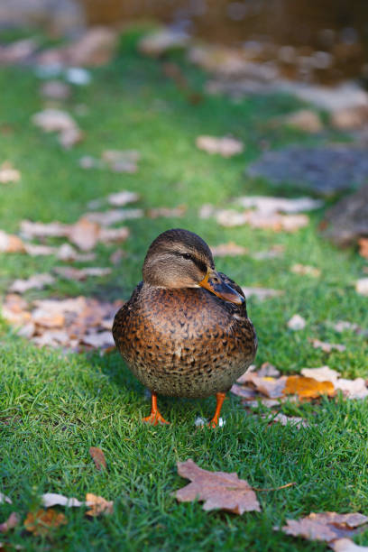 istock Female mallard duck standing on green grass 867162794