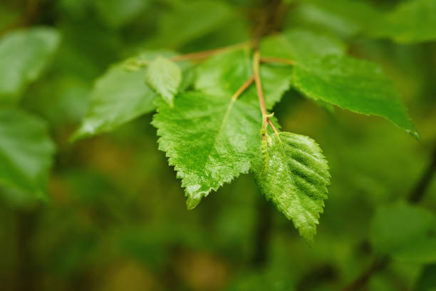 istock Branch of green leaves 867165772