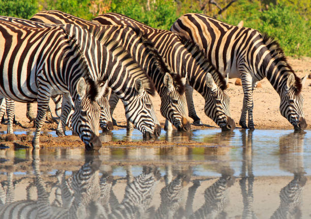 стадо зебры burchells принимая напиток из водоема в хванге, зимбабве, - hwange national park стоковые фото и изображения