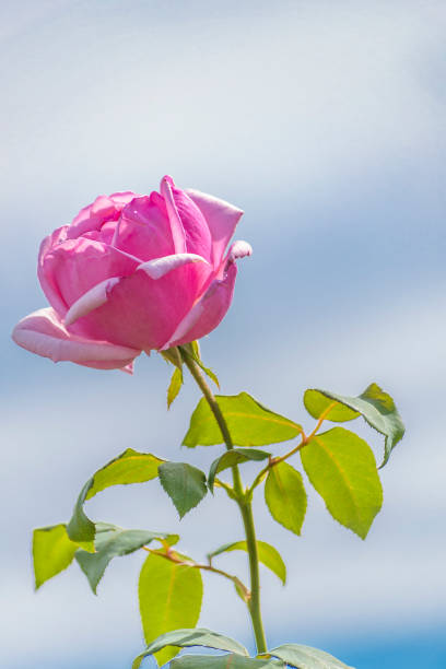Pink rose at botanical garden of Montevideo, Uruguay