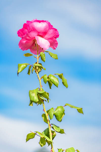Pink rose at botanical garden of Montevideo, Uruguay
